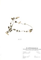 藏品(玉山山奶草)的圖片